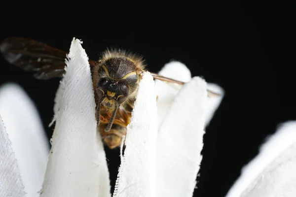 Close Bee Collecting Pollen Closeup Shot — Photo
