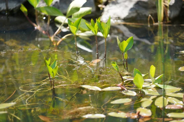 Reflection Young Plant Rain — Zdjęcie stockowe