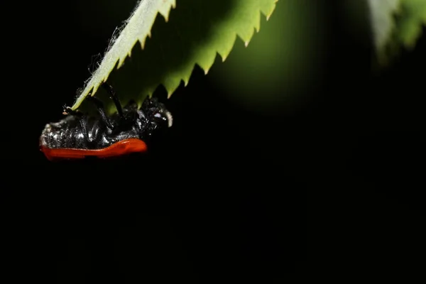 Nahaufnahme Eines Insekts Auf Schwarzem Hintergrund — Stockfoto