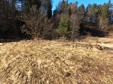 Kırsal kesimde güzel bir orman manzarası.