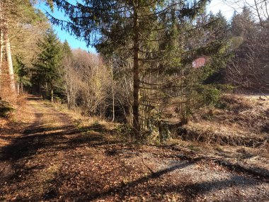 Yerde yeşil yapraklar ve bulanık bir arka plan..