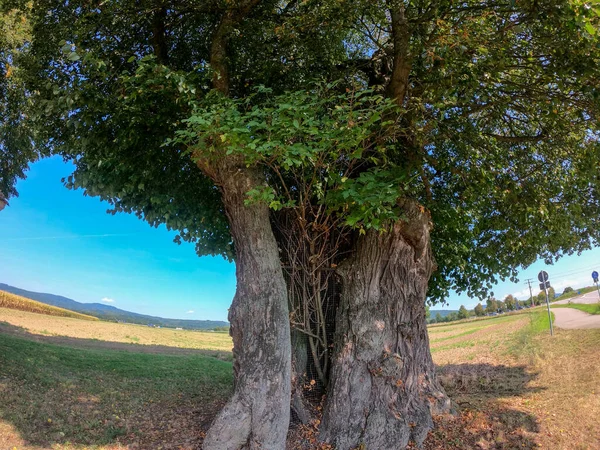 Зелене Оливкове Дерево Посеред Дерев Блакитне Небо Фоні — стокове фото