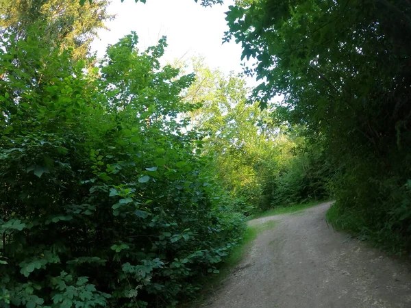 Ormanın güzel manzarası