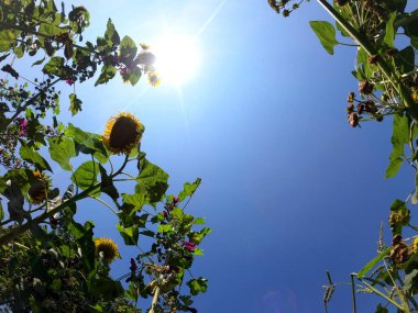 Doğanın güzel manzarası