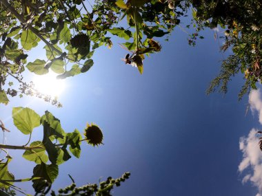 Ormandaki bir ağacın yeşil yaprakları