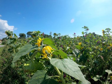 Ayçiçeğinin yeşil yaprakları