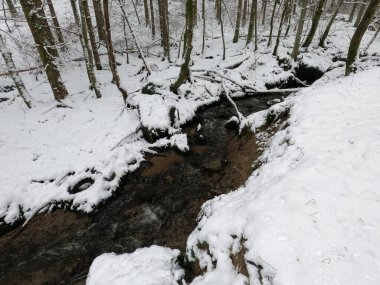 Ormanın güzel manzarası