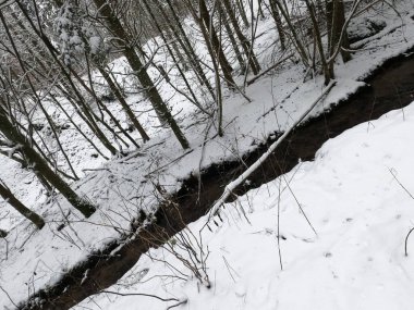 Ormanda karla kaplı ağaçlar