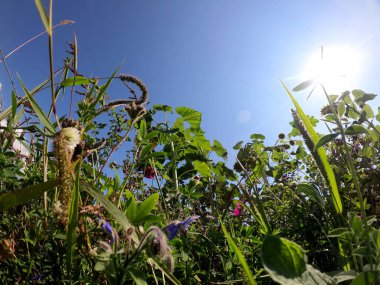 yeşil bitki tarlada