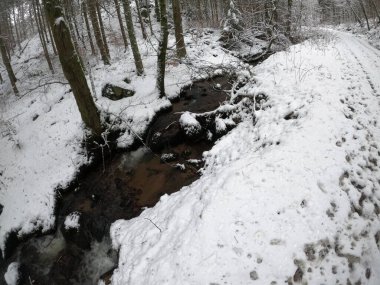 Karla kaplı ağaçlarla kaplı kış ormanı