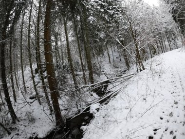 Karla kaplı ağaçlarla kaplı kış ormanı