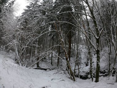 Karla kaplı ağaçlarla kaplı kış ormanı
