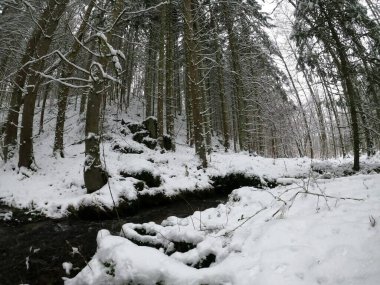 Güzel kış ormanı karla kaplı ağaçlarla