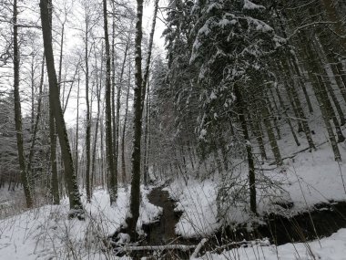 Karla kaplı ağaçlarla kaplı kış manzarası