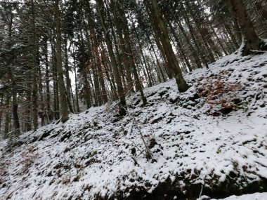 Karla kaplı ağaçlarla kaplı güzel kış manzarası