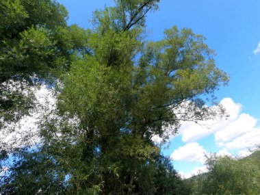 Ormanın güzel manzarası