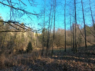 Ormanda bir ağacı olan güzel bir manzara.