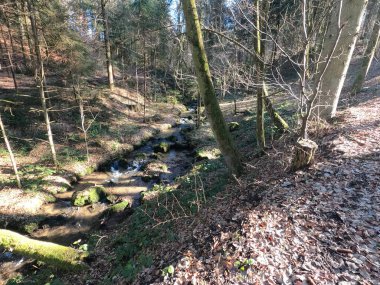 Dağlardaki güzel orman