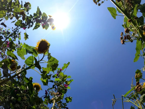 Schöne Aussicht Auf Die Natur — Stockfoto