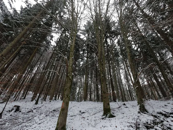 Belle Forêt Hiver Avec Neige — Photo