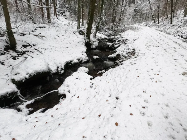 Belle Forêt Hiver Avec Neige — Photo