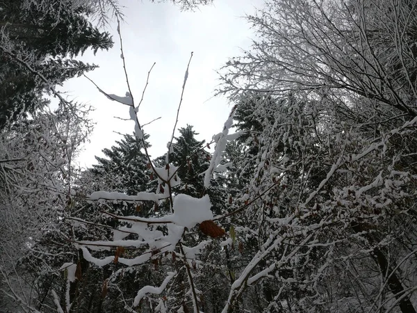Hermoso Paisaje Invierno Con Árboles Cubiertos Nieve —  Fotos de Stock