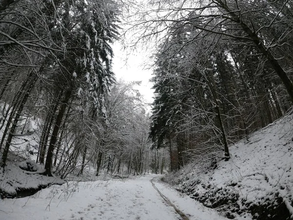 Bosque Invierno Nieve —  Fotos de Stock