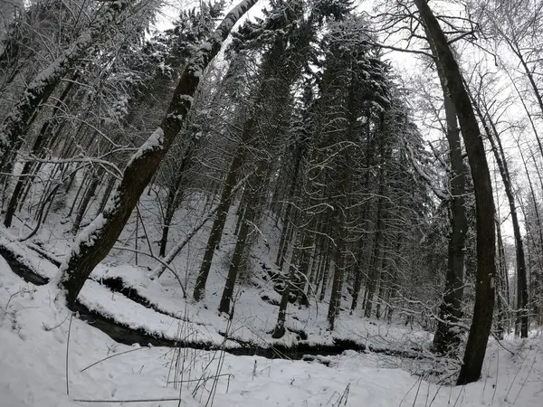 Forêt Hiver Dans Neige — Photo