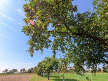 Parktaki yeşil ağaçlar