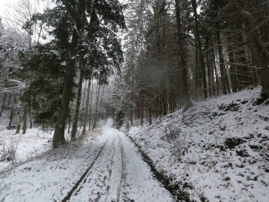 Karda kış ormanı yolu