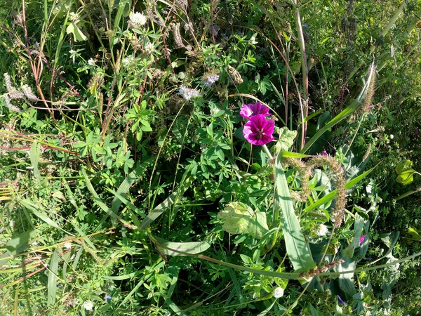 Mooie Bloemen Tuin — Stockfoto