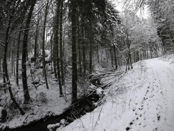 Snow Covered Road Forest Sunny Day — Photo