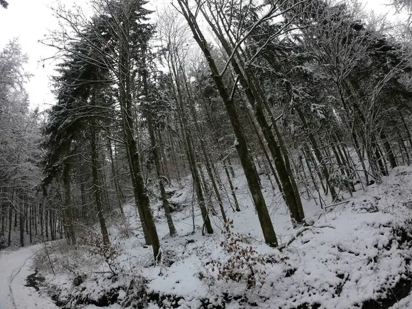 Vinterskog Snön — Stockfoto