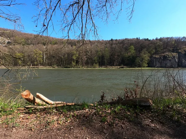 Vue Sur Rivière Dans Forêt — Photo