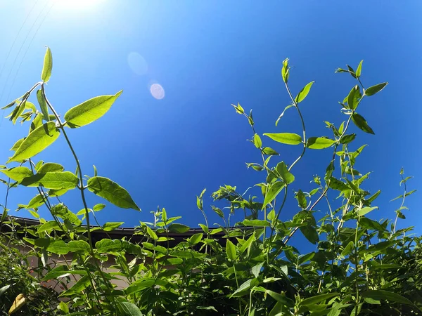 Folhas Verdes Fundo Céu Azul — Fotografia de Stock