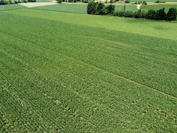 yaz yeşil çim alanı