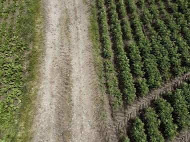 Yazın kırsal alanın havadan görünüşü