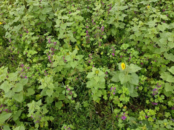 Vue Aérienne Campagne Été — Photo