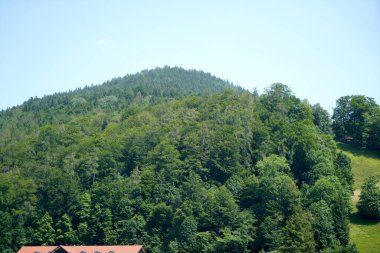 Ormanın güzel manzarası