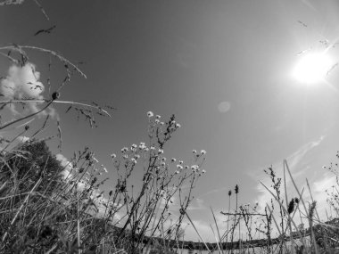 Ağacı ve siyah gökyüzü olan güzel bir manzara.
