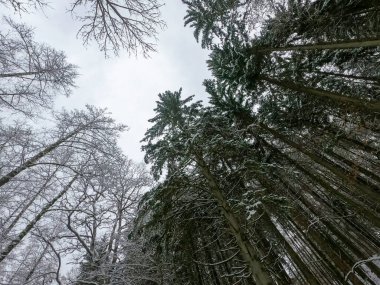 Ormanın güzel manzarası