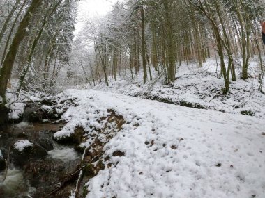 Karla kaplı ağaçlarla kaplı güzel kış manzarası