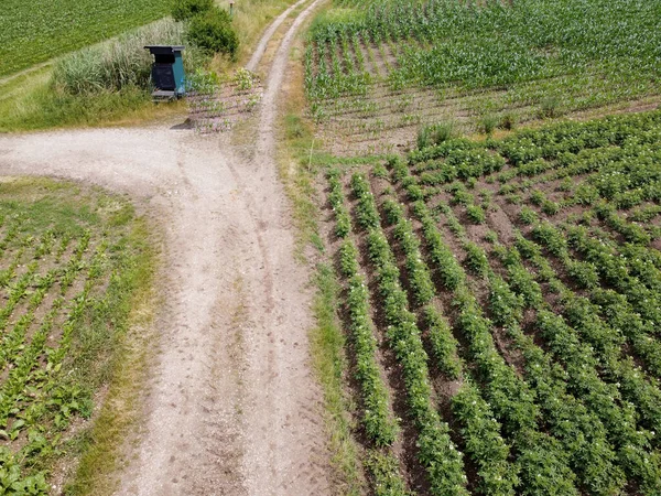 Small Rural Road Rows Green Grass — 图库照片