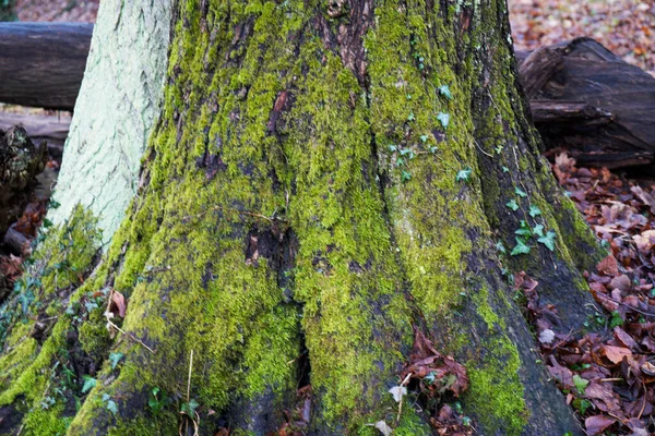 Κοντινό Πλάνο Κορμού Δέντρου — Φωτογραφία Αρχείου