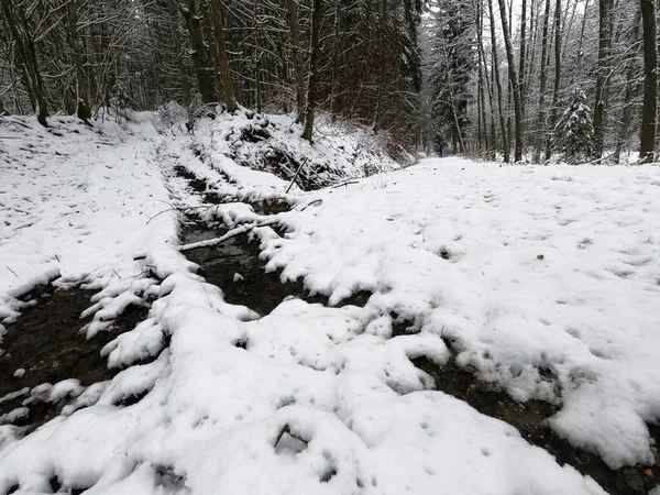 Beau Paysage Hivernal Avec Des Arbres Enneigés — Photo