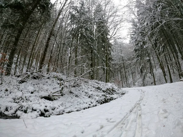 Forêt Hiver Dans Neige — Photo