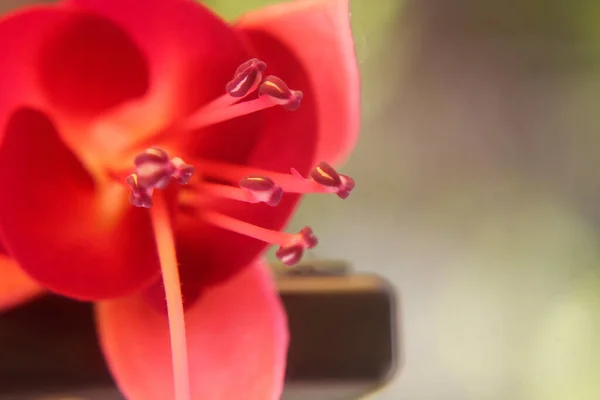 Close Red Tulip Flower — Stock Photo, Image