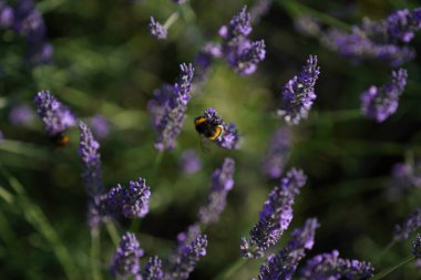 Bir lavanta çiçeğine yaklaş.