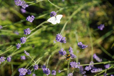 Güzel botanik fotoğrafı, doğal duvar kağıdı.