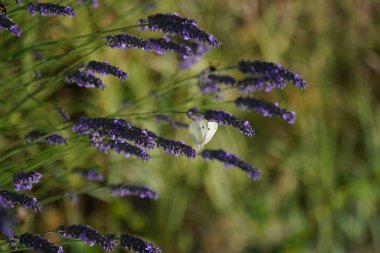 Güzel botanik fotoğrafı, doğal duvar kağıdı.
